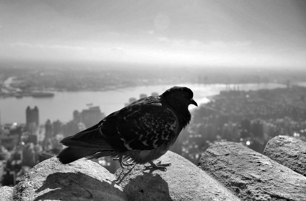 On Top of the world!